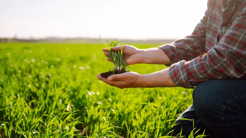 ¿Qué es la agricultura regenerativa y cómo beneficia la salud del suelo?