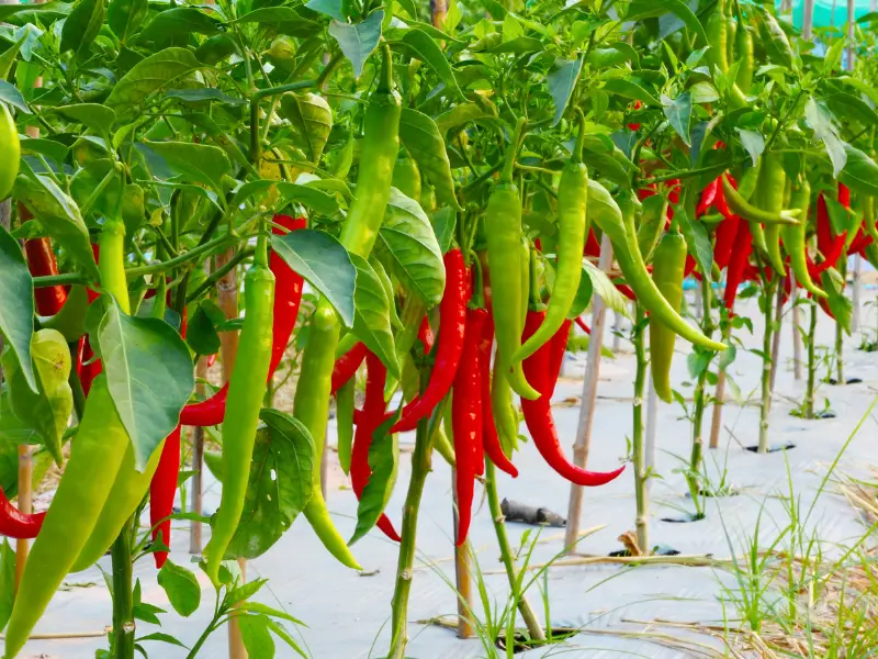 Pimientos