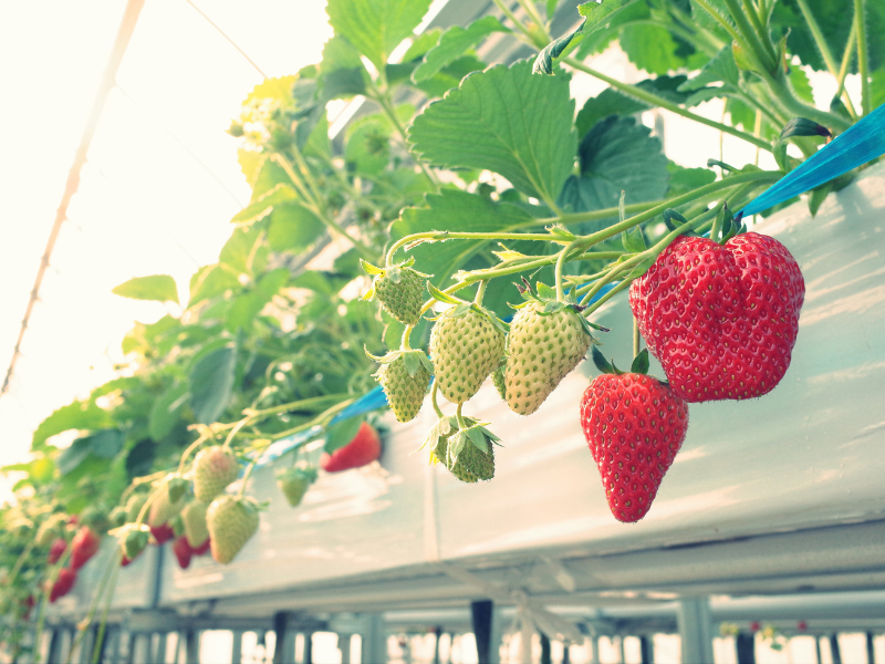 fresas