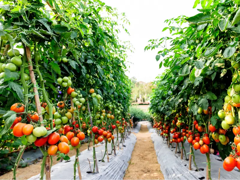 tomates