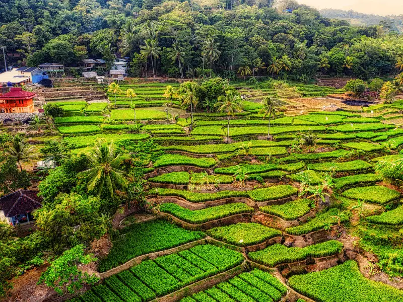Zonas de amortiguamiento agrícola, como buffer strips y terrazas